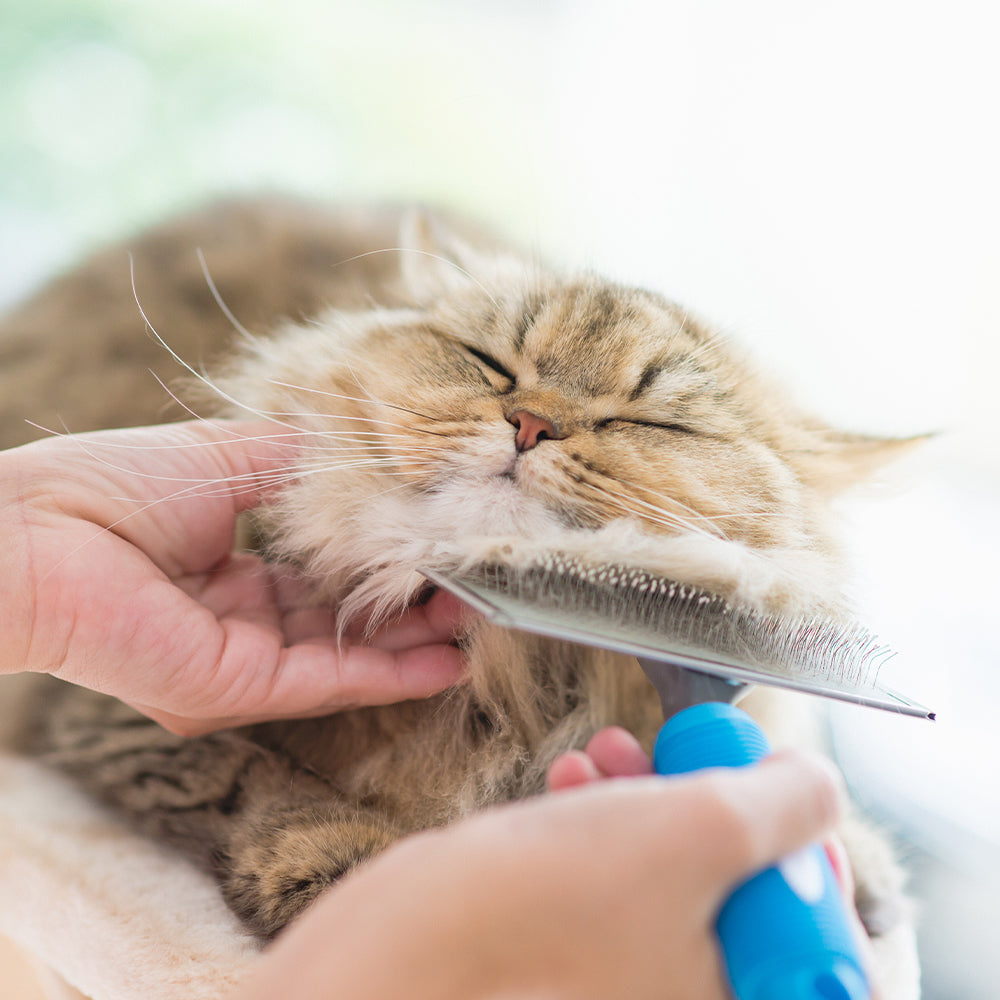 Cat Grooming Supplies