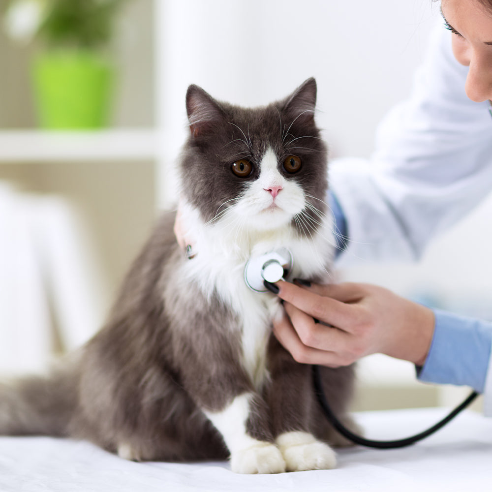 Cat Meds, Vaccines & Cat Medical Supplies