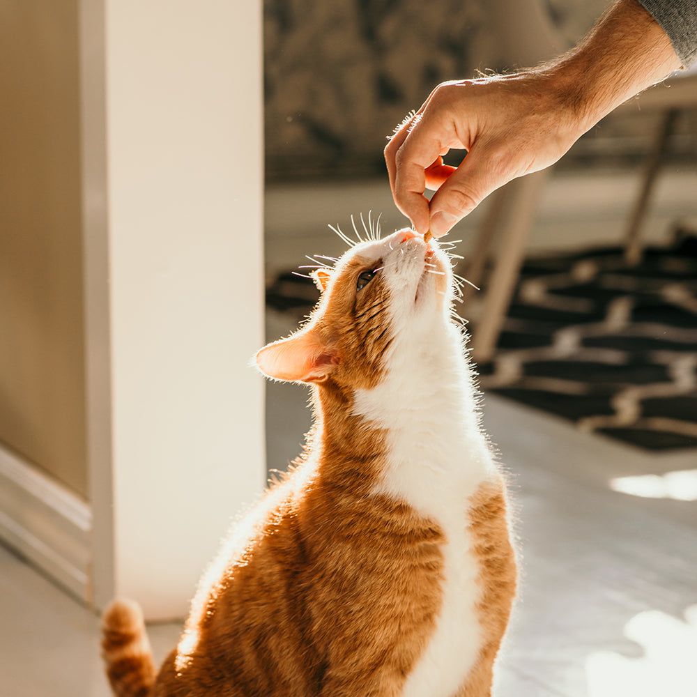 Todas las golosinas para gatos