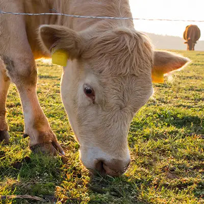 Cow grazing in a field with a yellow tag on its ear.