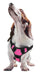 Quest Multi-Purpose Harness, XSmall - Pink  