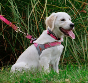 Doggy Tales Realtree Step In V Harness, Paradise Pink - Doggy Tales Realtree Step In V Harness, Paradise Pink, 2X  