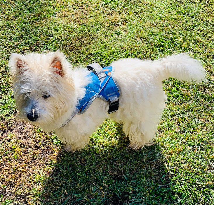 Doggy Tales Patented Realtree Hart Harness, Surf Blue - Doggy Tales Patented Realtree Hart Harness, Surf Blue, 60/2X  