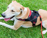 Doggy Tales Patented Hart Harness, Red - Doggy Tales Patented Hart Harness, Red, 60/2X  