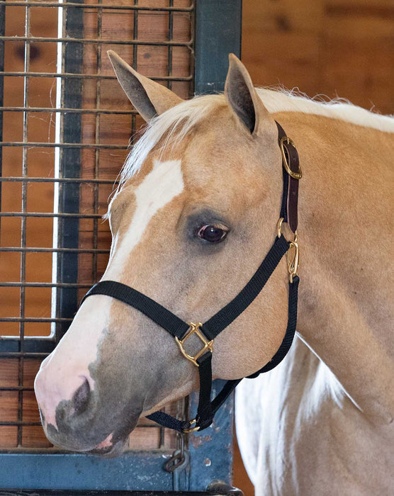 Economy Nylon Safety Horse Halter - Royal Blue Horse 