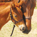 Double Crown Foal Halter -   