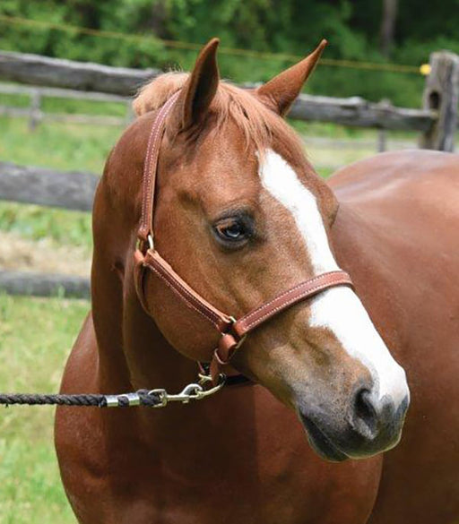 Perri's Value Leather Horse Halter, Chestnut - Cob  