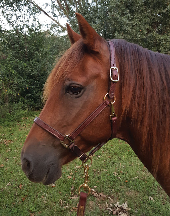 Perri's Leather Halters and Leads - LTD Leather Halter, 3/4" Yearling  