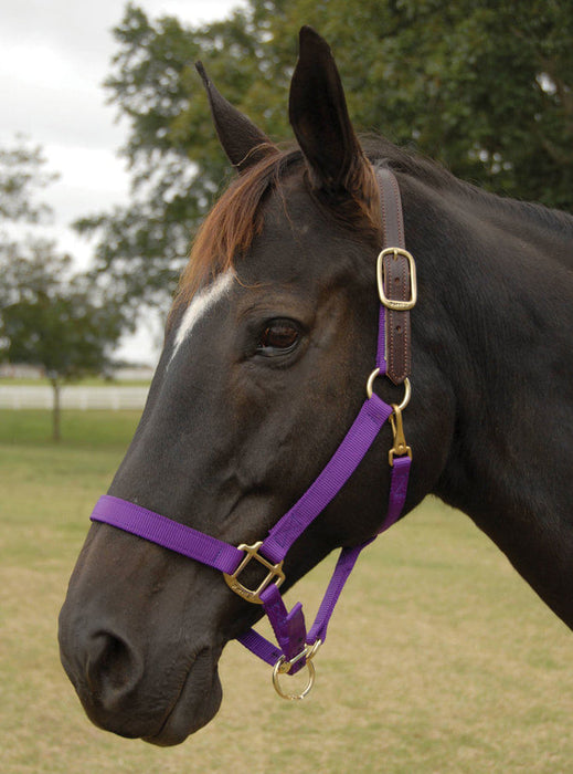 Breakaway Horse Halter, Horse Size - Purple  