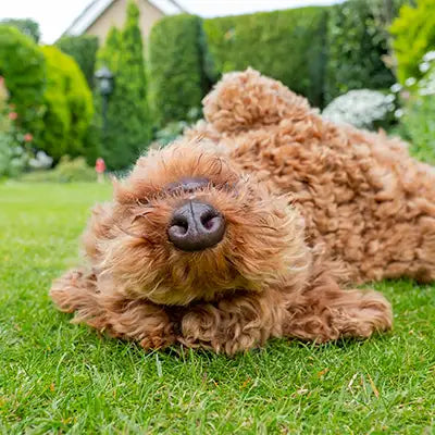 Curly-haired brown dog lying on its back on green grass
