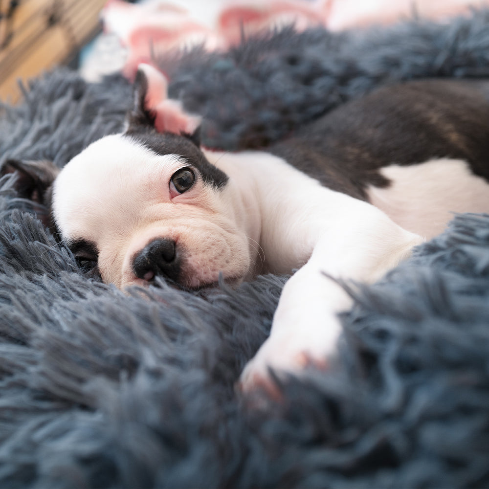 Dog Supplies & Premium Dog Products — Jeffers