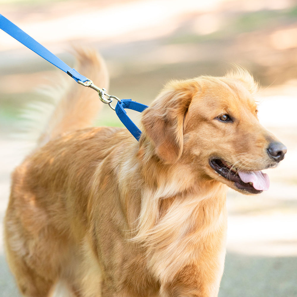 Correas, collares y etiquetas de identificación para perros y cachorros