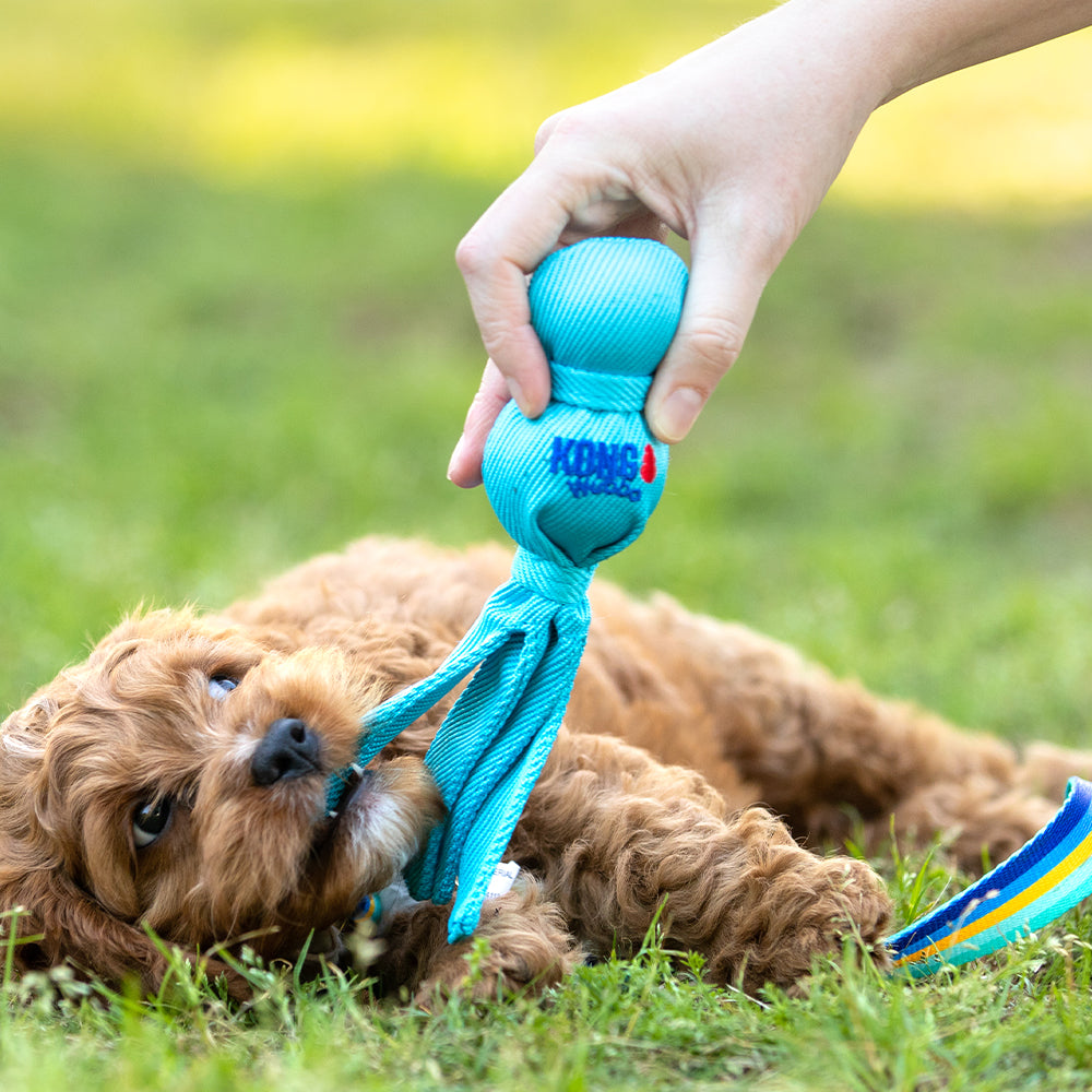 Dog Supplies & Premium Dog Products — Jeffers