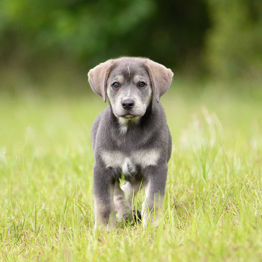 Vacunas y suministros médicos para perros y cachorros