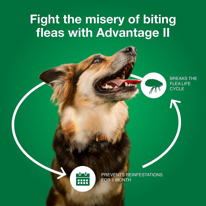 Advantage II for Dogs - 6 pack, Advantage II for Large Dogs (21-55 lbs)  