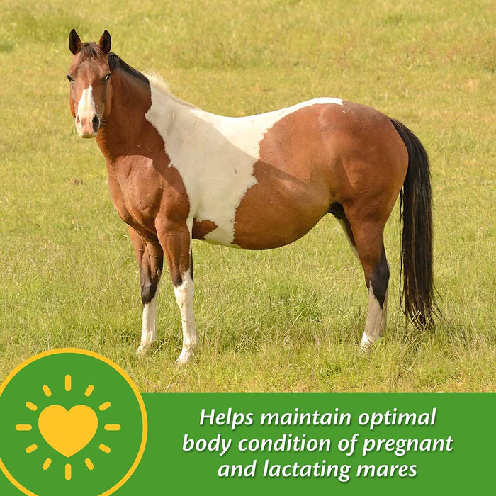 Mare Plus Gestation and Lactation Supplement - 5 lb Mare Plus Gestation and Lactation Supplement  