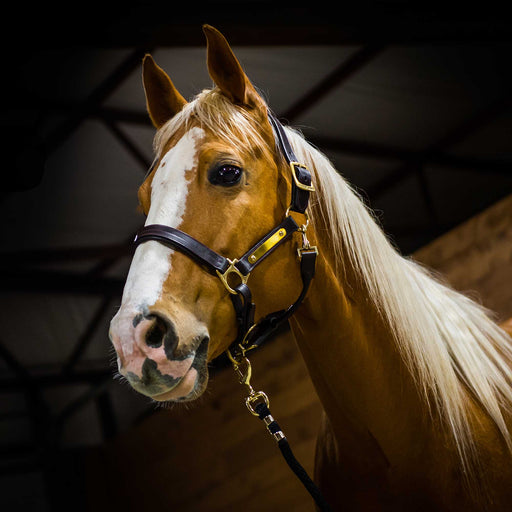 Amigo Padded Leather Horse Halter, Full or Warm Blood - Warm Blood  