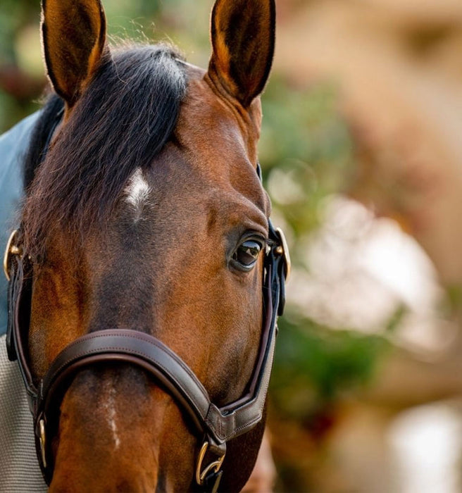 Rambo Micklem Leather Horse Halter - Brown Cob 