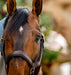 Rambo Micklem Leather Horse Halter - Brown Cob 