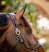 Rambo Micklem Leather Horse Halter - Brown Cob 