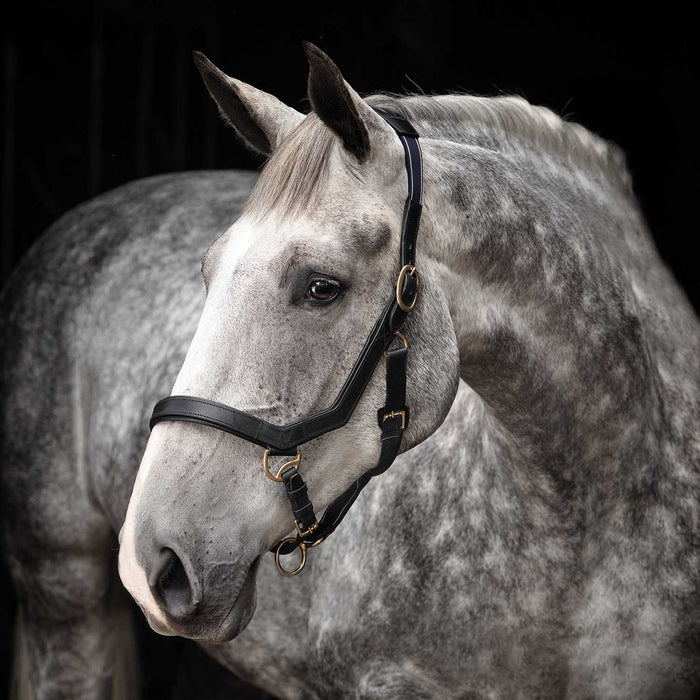 Rambo Micklem Leather Horse Halter - Black Cob 