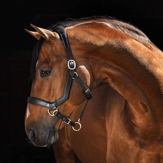 Rambo Micklem Leather Horse Halter - Black Cob 