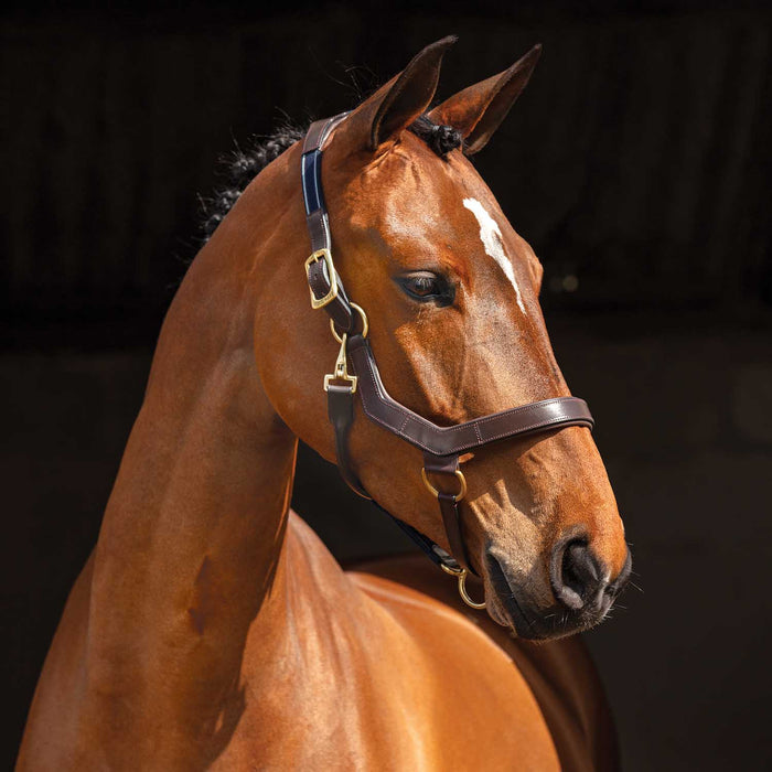 Rambo Micklem Leather Horse Halter - Brown Cob 