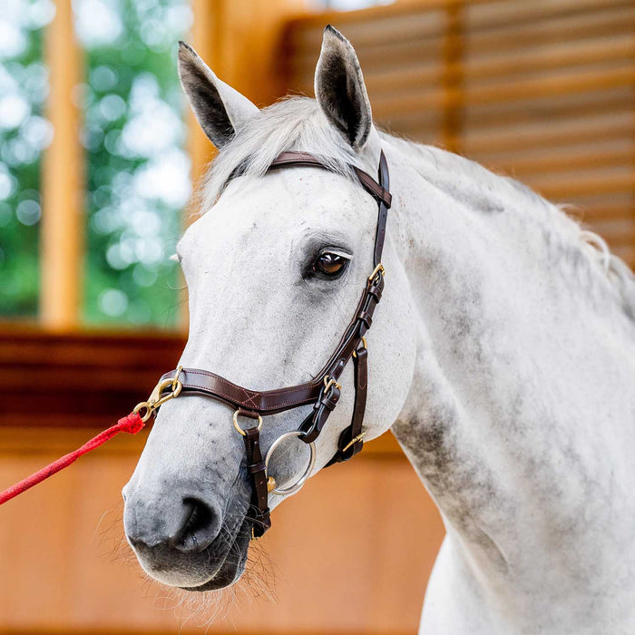 Micklem 2.0 Multi Bridle, Havana - Dark Havana Cob 