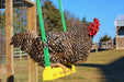 The Chicken Swing -   