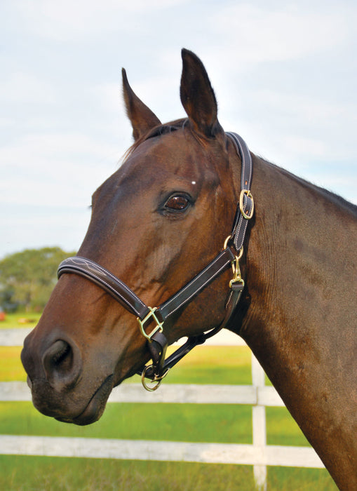 Uniquely English Fancy Stitched Leather Horse Halter - Full  