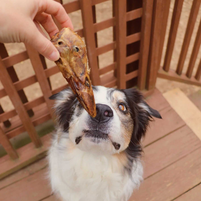 All-Natural Duck Head Dog Chews – High Protein, Single Ingredient, Made in USA