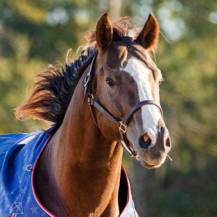 Medicamentos recetados para caballos