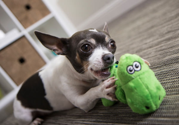 T-Rex Dog Toy - Green  