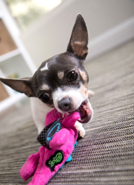 Gators Dog Toy - Pink  