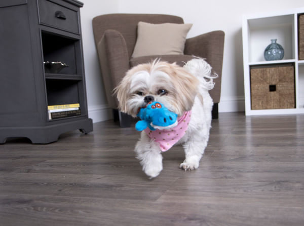 Gators Dog Toy - Blue  