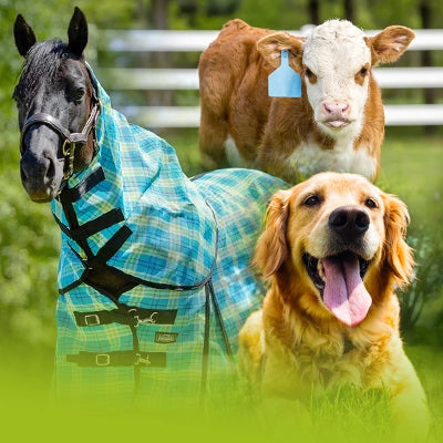 Group Photo of a Dog, Calf & Horse from the Jeffers Spring/Summer Catalogs.