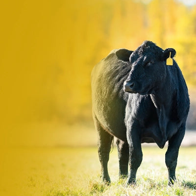 Fall Livestock Catalog 2026. A black cow standing in a grassy field with a bright yellow-gold blurred background.