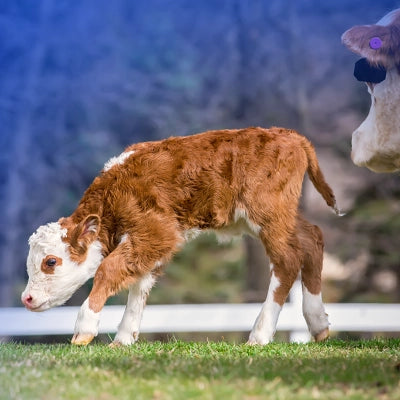 Brown and white calf walking on grass with a blurred background