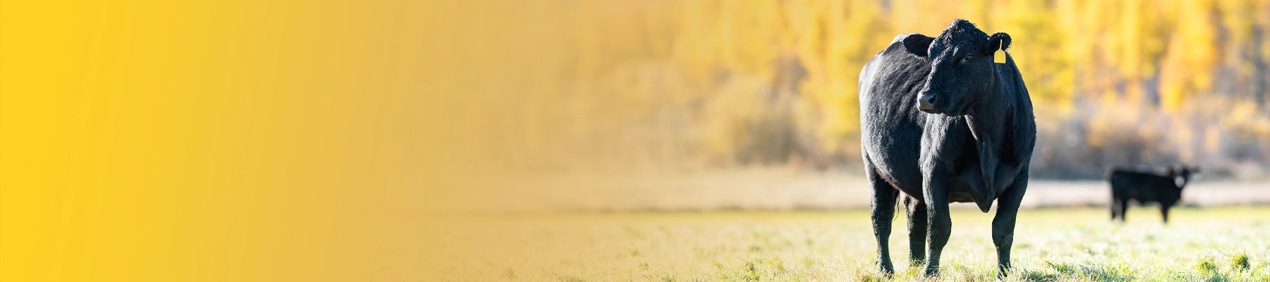 Fall livestock catalog 2026. A black cow standing in a grassy field with autumn trees in the background.