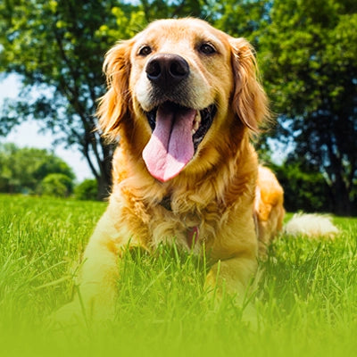 Happy golden retriever dog sitting on a grassy field with trees in the background