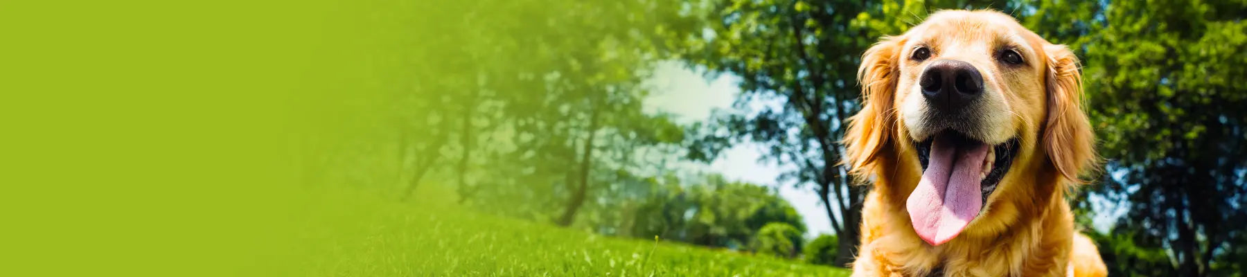 Happy golden retriever dog with a green blurred background