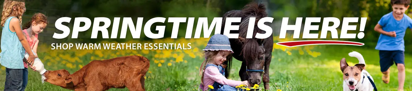 Spring Time is here. Banner with animals in the spring.
