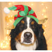 Large Holiday Striped Elf Dog Hat - Large Holiday Elf Dog Hat  