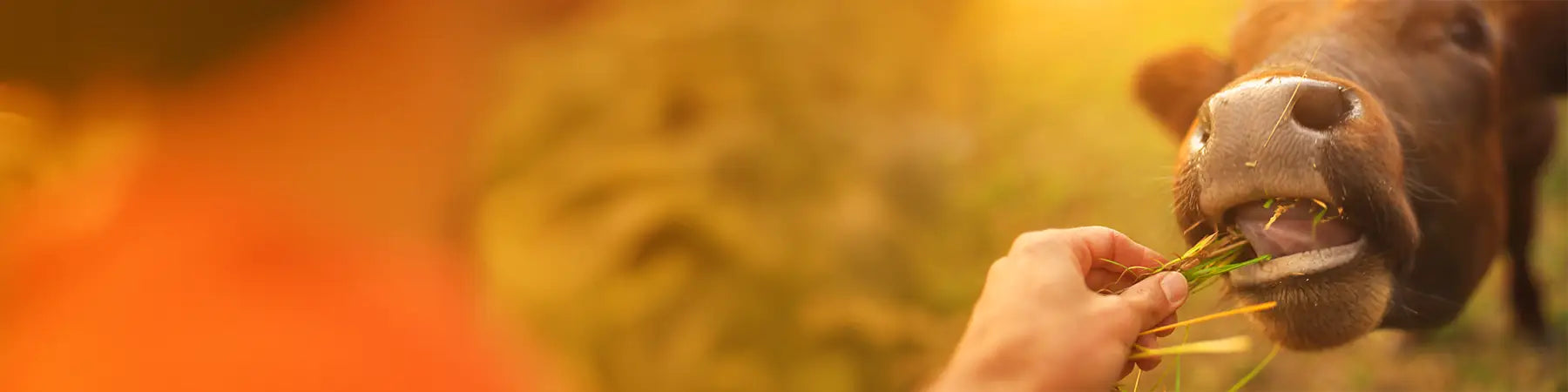 Person feeding a cow with a blurred background