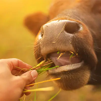 Close-up of a cow eating grass from a person's hand with a warm, blurred background