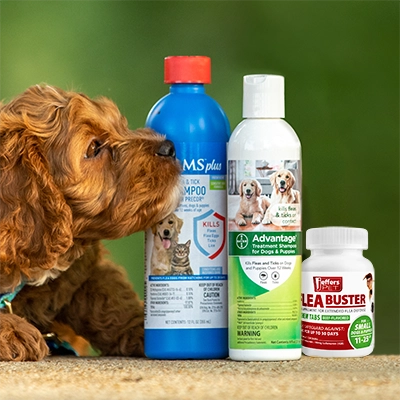Flea and Tick Treatment for Dogs
