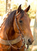 Rawhide Braided Slip Ear Headstall -   