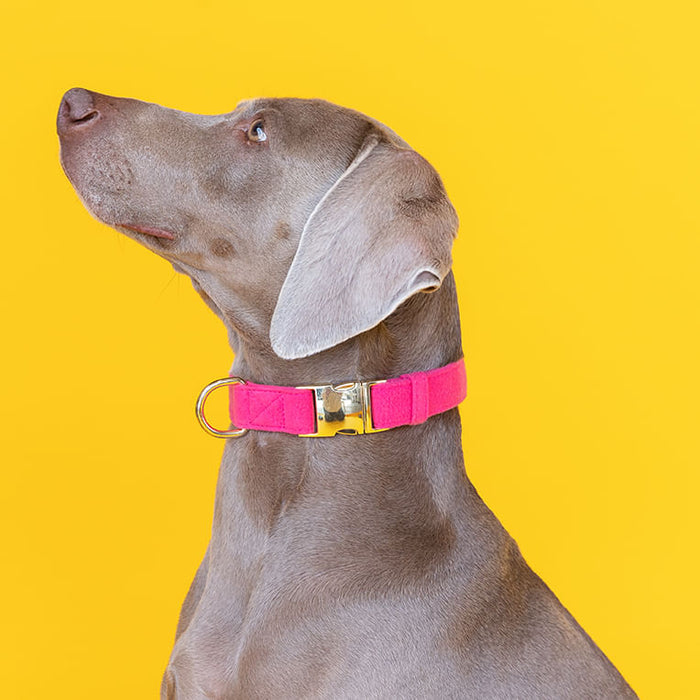 Pink Papyrus Antoinette Collar, Pink - Medium  