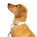 Pink Papyrus Isabella Collar, Floral - Large  