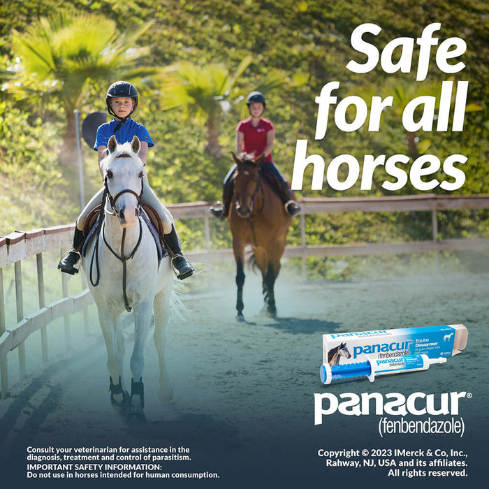 Panacur Horse Wormer Paste, 25 g - Single Pack  